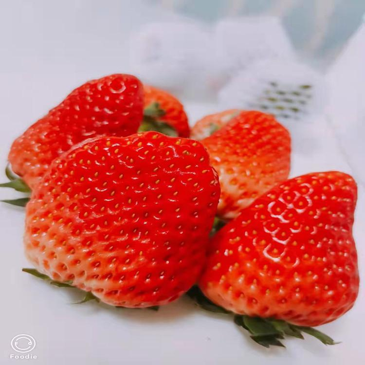 九九奶油草莓 原产地新鲜采摘供应 真空包装 奉杰水果
