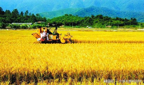 提高水稻产量的管理方法
